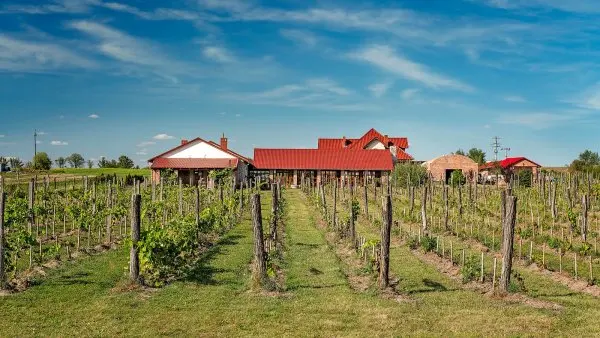 Winnica Mozów: Pochwała niespiesznego życia