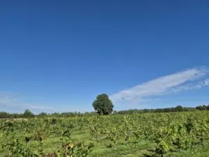 Winobus do winnicy Adam Płoński