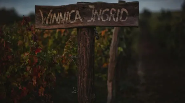Winobus do winnicy Ingrid