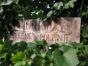 Winobus do winnicy Na Leśnej Polanie